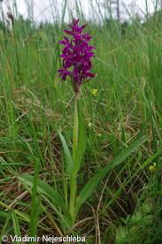 Attēlu rezultāti vaicājumam “Dactylorhiza traunsteineri”
