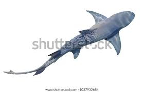 Image result for Negaprion acutidens