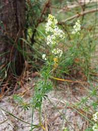 Attēlu rezultāti vaicājumam “Galium album flower”