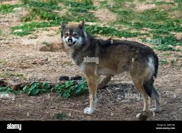 Image result for canis lupus arabs