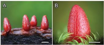 Attēlu rezultāti vaicājumam “Lycogala miserum”