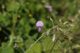 Attēlu rezultāti vaicājumam “Cribraria tenella stalked”