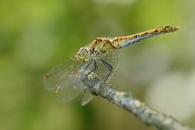 Attēlu rezultāti vaicājumam “Sympetrum sanguineum female”