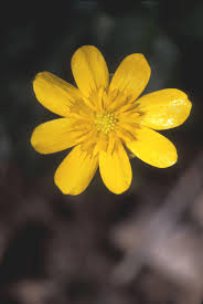 Attēlu rezultāti vaicājumam “Ficaria verna flower”