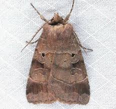 Attēlu rezultāti vaicājumam “Badhamiopsis scripta”