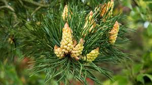 Attēlu rezultāti vaicājumam “Pinus sylvestris fruit”