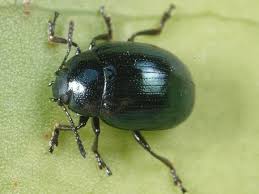 Attēlu rezultāti vaicājumam “Phaedon cochleariae”