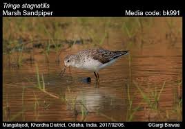 Attēlu rezultāti vaicājumam “Tringa stagnatilis adult”