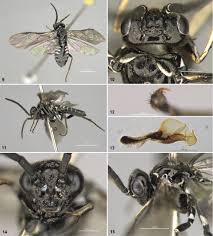 Attēlu rezultāti vaicājumam “Pristiphora maesta larva”