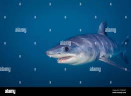 Image result for Isurus oxyrinchus