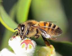 Attēlu rezultāti vaicājumam “Apis mellifera”