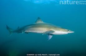 Image result for Galeorhinus galeus