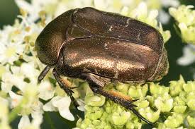 Attēlu rezultāti vaicājumam “Potosia cuprea imago”