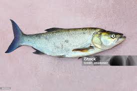 Image result for Aspius aspius