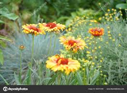 Image result for Gaillardia `Kobold`