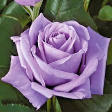 Image result for Rosengewächse