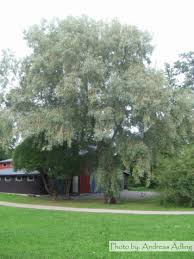 Attēlu rezultāti vaicājumam “Salix alba var. sericea”