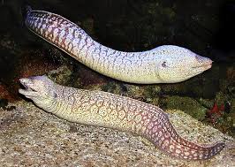 Image result for Muraena helena