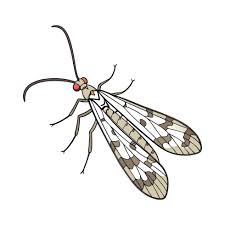 Attēlu rezultāti vaicājumam “Panorpa communis”