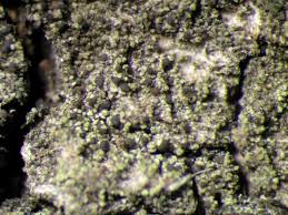 Attēlu rezultāti vaicājumam “Micarea sp.”