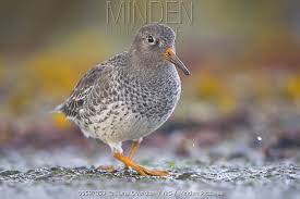 Attēlu rezultāti vaicājumam “Calidris maritima adult”