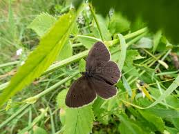 Attēlu rezultāti vaicājumam “Aphantopus hyperantus upperside”