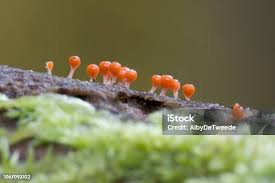 Attēlu rezultāti vaicājumam “Trichia sp.”