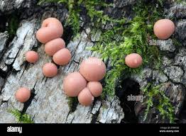 Attēlu rezultāti vaicājumam “Lycogala melleum spores”