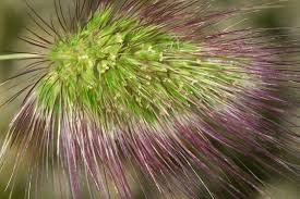 Attēlu rezultāti vaicājumam “Cynosurus cristatus flower”