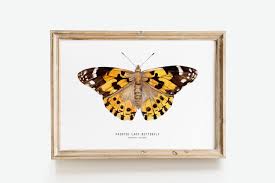 Attēlu rezultāti vaicājumam “Vanessa cardui”