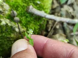 Attēlu rezultāti vaicājumam “Moehringia trinervia”