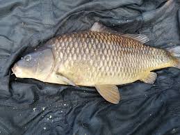 Image result for Woking & District Angling Association