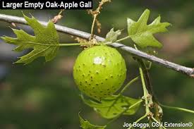 Attēlu rezultāti vaicājumam “gall”