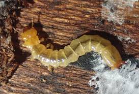 Attēlu rezultāti vaicājumam “Schizotus pectinicornis larva”