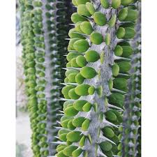 Attēlu rezultāti vaicājumam “Arenaria procera”