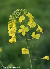 Attēlu rezultāti vaicājumam “Brassica napus fruit”