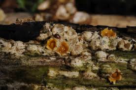 Attēlu rezultāti vaicājumam “Sphaerobolus stellatus”