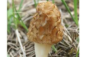 Attēlu rezultāti vaicājumam “Morchella esculenta”