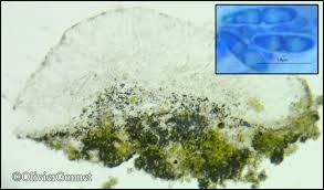 Attēlu rezultāti vaicājumam “Fellhanera subtilis”