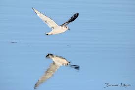 Attēlu rezultāti vaicājumam “Larus minutus”