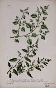 Attēlu rezultāti vaicājumam “Chenopodium polyspermum leaf”