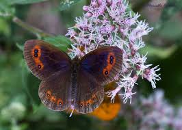 Attēlu rezultāti vaicājumam “Erebia aethiops”