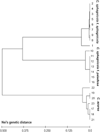 Attēlu rezultāti vaicājumam “Calypogeia sphagnicola”