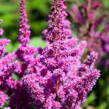 Attēlu rezultāti vaicājumam “Astilbe chinensis leaf”