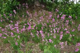 Image result for Pechnelke