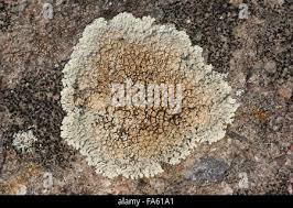 Attēlu rezultāti vaicājumam “Lecanora muralis”