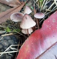 Attēlu rezultāti vaicājumam “Mycena purpureofusca”