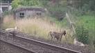 BBC News - Hounds 'filmed pursuing fox on to Somerset railway'