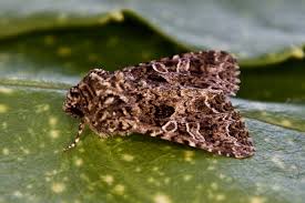 Attēlu rezultāti vaicājumam “Hadena rivularis”