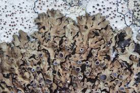 Attēlu rezultāti vaicājumam “Physconia distorta”